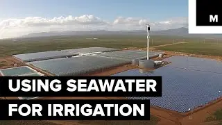 Growing Tomatoes with Nothing but Sunlight and Seawater