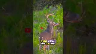 Rarest deer of world😱 #shortvideo#shorts  #youtubeshorts