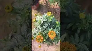 Garden | home gardening |  season flowers #garden #flowers #shorts