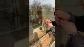 Never Trust a Monkey With Your Food! 🍕 #betrayal