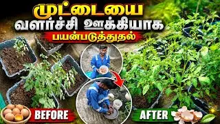 முட்டை ஓடு உரம்/How to use eggshell fertilizer for plants 
