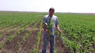 Darren Eck Discusses Double Crop Advantages on Milo with BP In Furrow