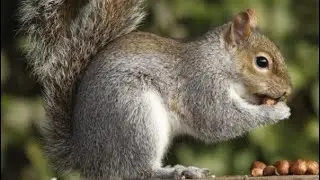 Squirrel on a Stick catch. Squirrel down!!!