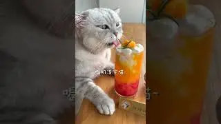Cat Makes Smoothie With Fruit #shorts #shortvideos #catcooking #food #funny #smoothie #fruit
