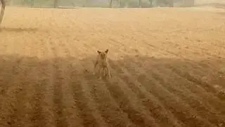 Indian Village Desi 🐕 Dog life style