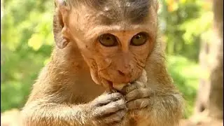 Poor Baby Monkey Dustin So Hungry | Orphan Baby Monkey