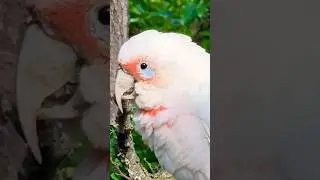 Happy Bird Sounds ❤️ | long billed Corella #asmr #sound #happy