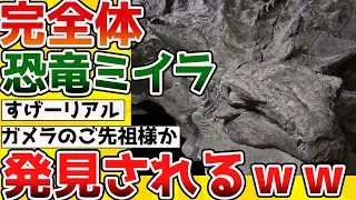 【2ch動物スレ】世界一完璧に保存された「ノドサウルス」の化石ミイラ、「ボレアロペルタ」がかっこよすぎると話題に【生き物】