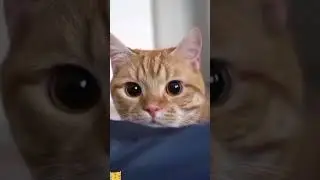 Don't Try Me🤣🤣🤣 #funny #funnyanimal #cat  #funnycat #comedy #catshorts #funniestvideo