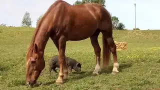 Baby Pig using great big horse as a scratching post & toy! 🤣