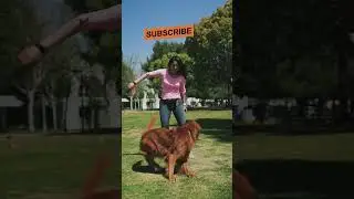Cutest Friendly Dog Ever #cutedog #friendlydogs #happydog #youtubeshorts #shorts #dog #dogshorts