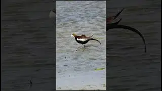 Pheasant-tailed Jacana in Breeding Plumage