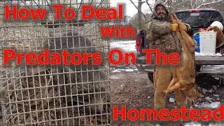 How To Deal With Predators on the Homestead