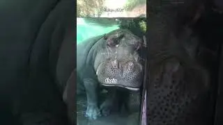 hippos can sleep in water #shorts #hippo #animal