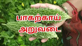 பாகற்காய் அறுவடை | Zero Budget Bitter Gourd Farming | Easy Bitter gourd Harvesting | Bitter Gourd
