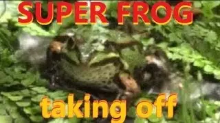 SUPER FROG TAKING OFF!