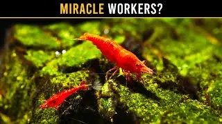 Don&rsquo;t Make This SHRIMP Cleaning Mistake!