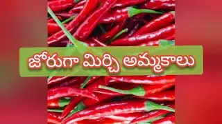 Guntur mirchi market report today | 29-08-2024