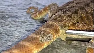 Ultimate Bearded Dragon SHED-REMOVAL #stayrad #reptiles @ChuckNorrizBeardedDragons #beardeddragons
