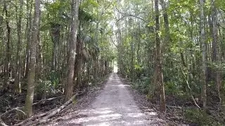 Hidden Ghost Town In The Woods