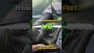 The Difference Between Pig Nosed Turtle VS Red Eared Slider #tamansafaribali