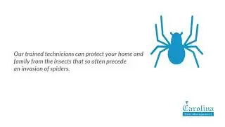 Charlotte Spider Control | Carolina Pest Management