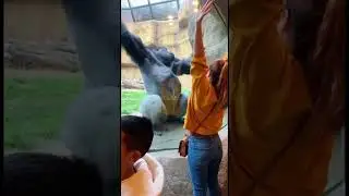 She Stretched &mdash; The Gorilla Went BIGGER 😳🦍#gorilla #funny #zoo #shorts #subscribe