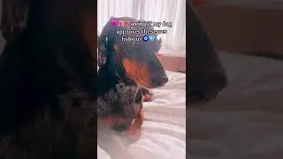 🩷🛍️🧴seeing if my dog approves the secrethideout!🧿💎💡#secrethideout #preppy #fyp #flop #viral