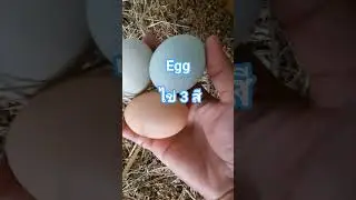 สีสวยมั้ย?ไข่ไก่สีพาสเทล!#ไข่ไก่ #ไก่ไข่อารมณ์ดี #เลี้ยงไก่ในต่างแดน #egg #chicken