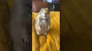 Prairie Dog with Fuzzy Face