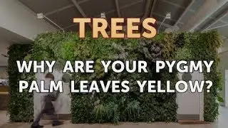 Why are Your Pygmy Palm Leaves Yellow?