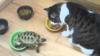 Turtle vs Two Cats