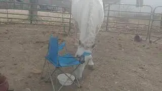 Watching my horse problem solve