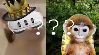 NPC cat & Tonkey Show VS Real Life!