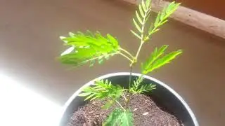 Mimosa Hostilis (Jurema) 4 Months Old