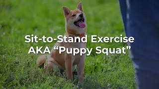 Sit to Stand Exercise: A Rehabilitation Technique for your Dog