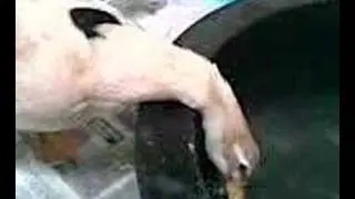 Pete The Duck