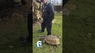 Tortoises rescued from fire in Copperas Cove #shorts #tortoise #copperascove #6news #kcen #texasnews