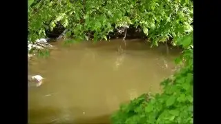 Wildkarpfen in der Kinzig 2016