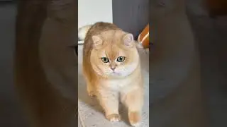 cat walk #ViralPets #AnimalLovers #PetParent #DailyDoseOfCute #ReelItFeel