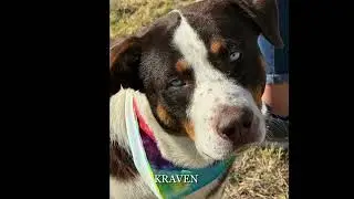 Levelland Animal Shelter ADOPTABLES  Dec  16, 2025