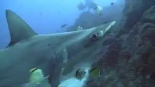 Cocos Island, Costa Rica