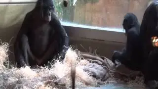 Bonobos haben Spaß mit dem Ball 06 04
