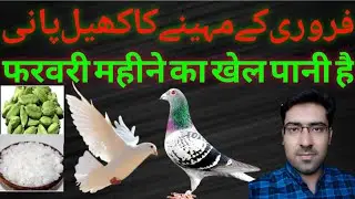 How To Fly Pigeons Long Distance In Summer | Gola Kabootar Lambi Bhajny Ka Khel Pani| Garmi Ka Pani