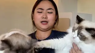 All p3ts reveal 😂 May nagsuntuk@n pa 😭(18 dogs and 15 cats)