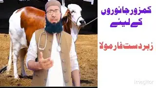 An Excellent Growth promoter for Weak Animals | Dr Muhammad Shakeel Gormani