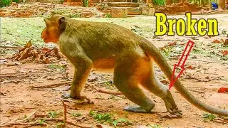 Pitiaable monkey Daro!! He has broken leg on the right side, he can't use it now.