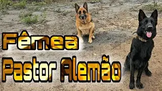 Pastor Alemão Fêmea Preta e Capa Preta. Canil Chapéu Branco 