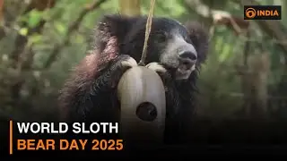 World Sloth Bear Day 2025
