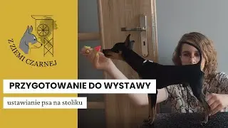 Jak ustawić psa na stoliku? MAŁY PIES NA WYSTAWIE - jak się przygotować?